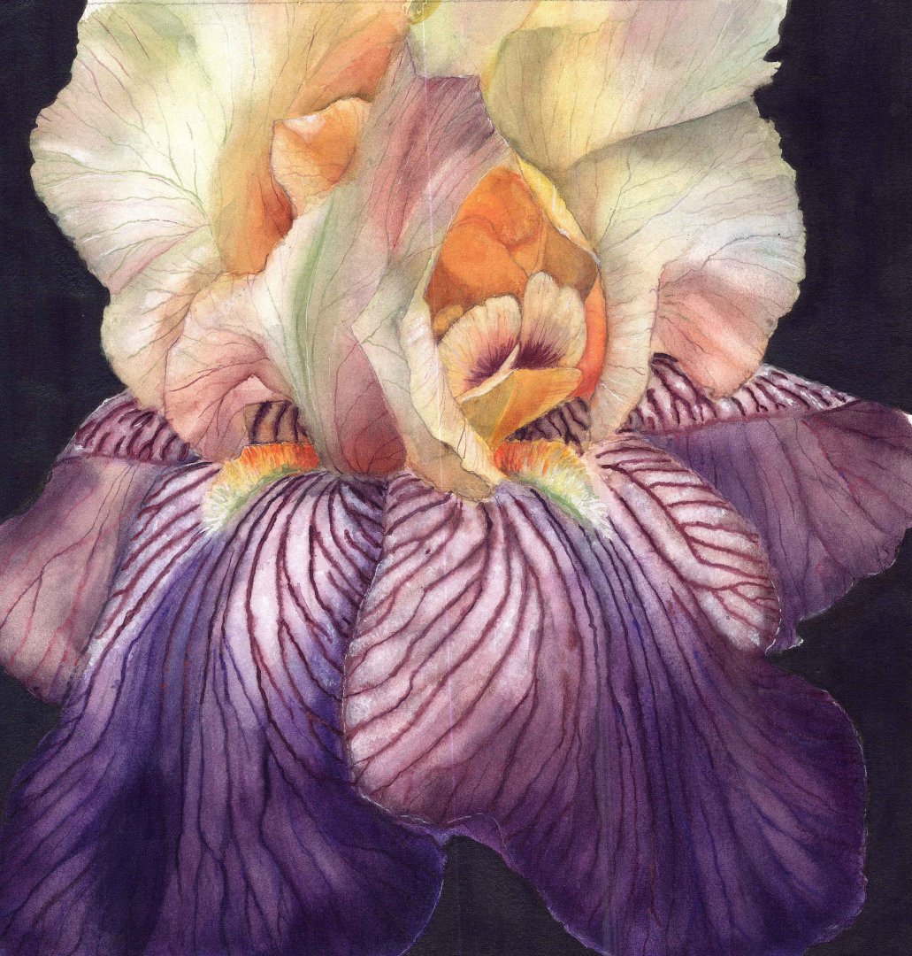 Iris